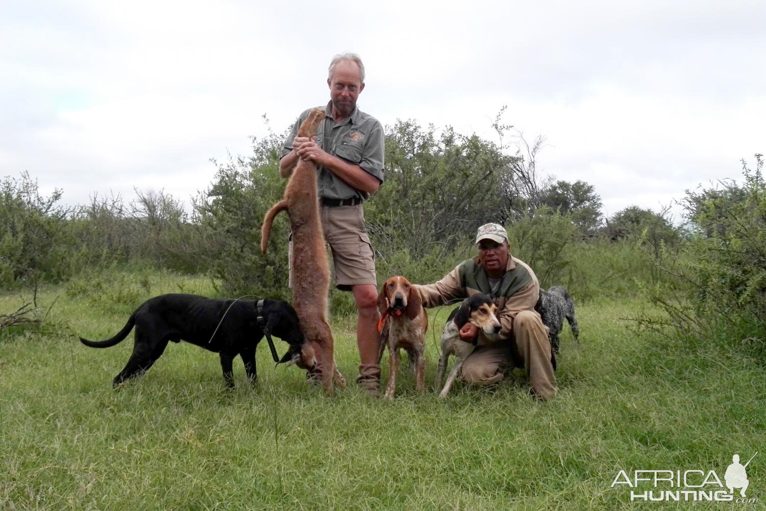 South Africa Hunting Caracal | AfricaHunting.com