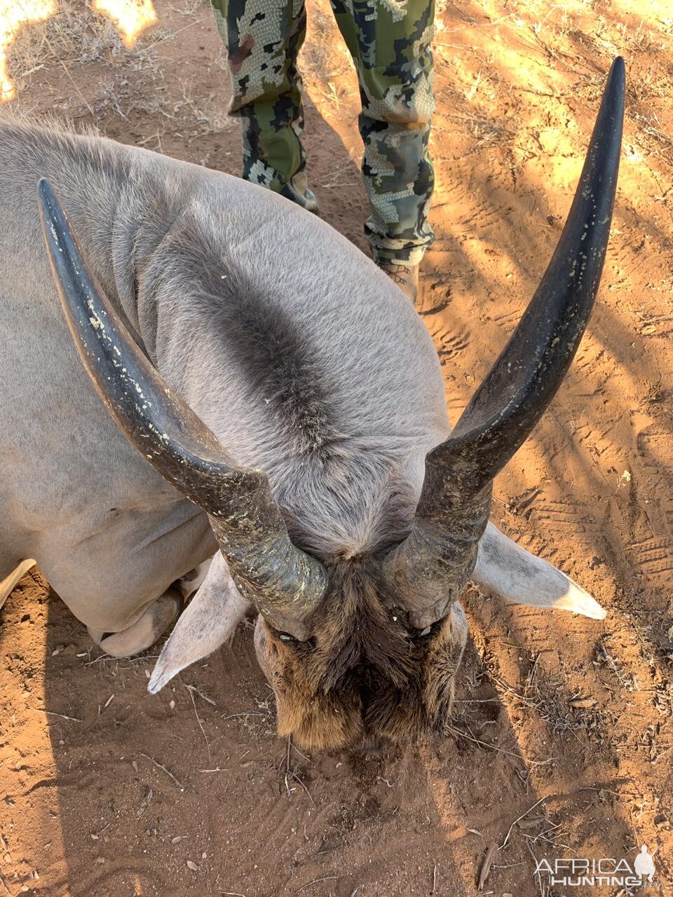 South Africa Hunting Eland