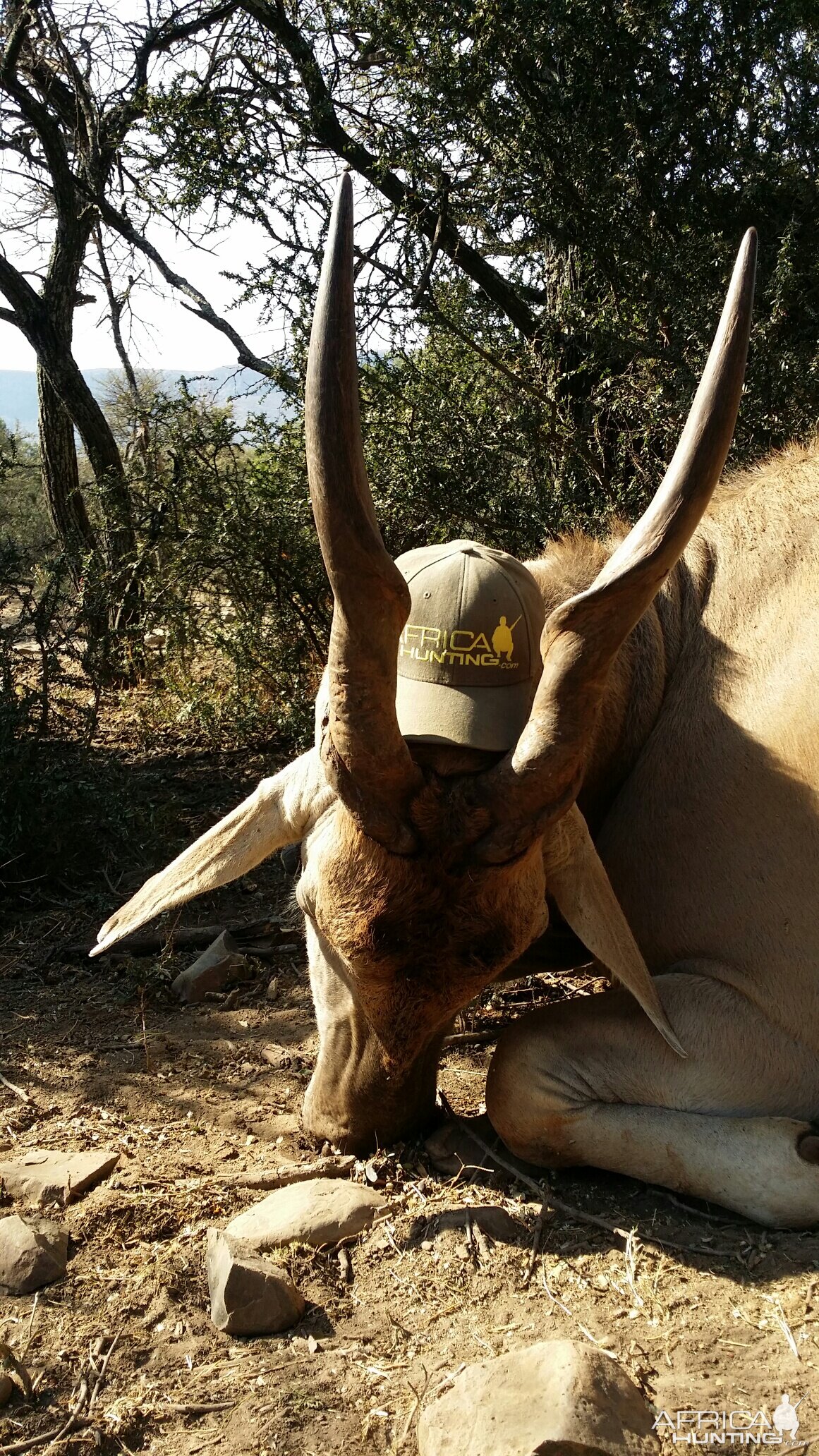 South Africa Hunting Eland