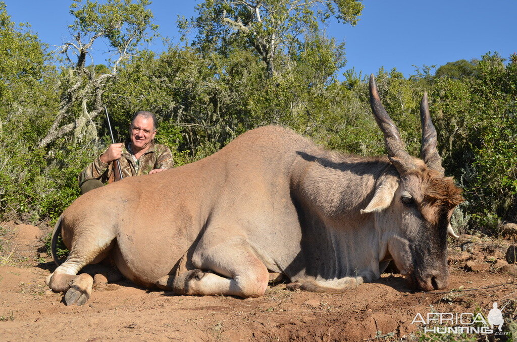 South Africa Hunting Eland