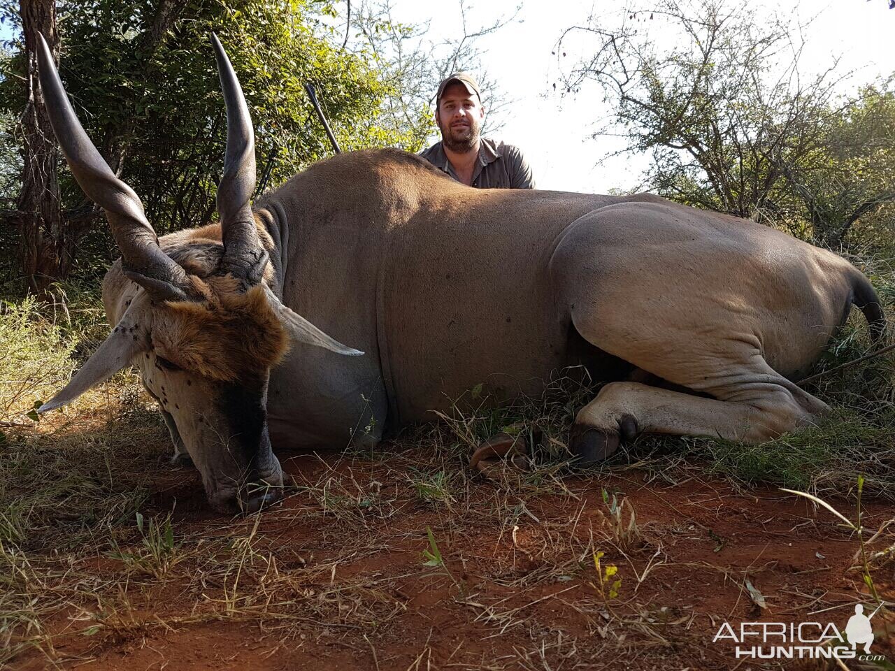 South Africa Hunting Eland