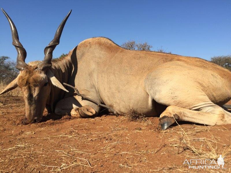 South Africa Hunting Eland