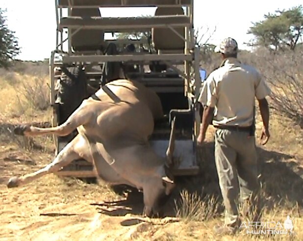 South Africa Hunting Eland