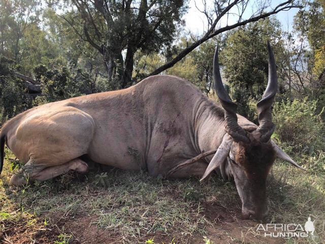 South Africa Hunting Eland