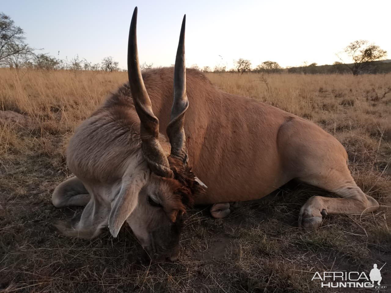 South Africa Hunting Eland