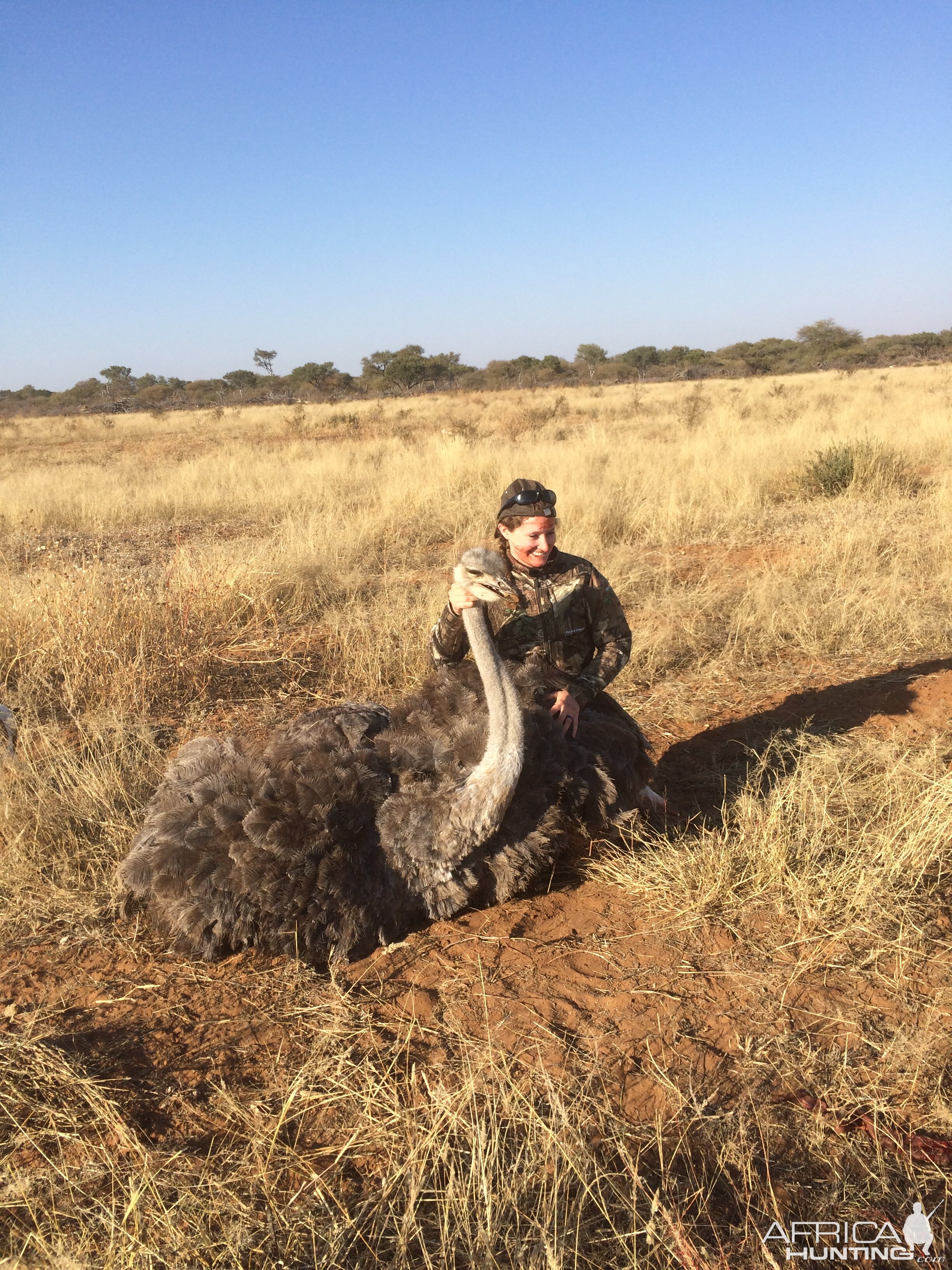 South Africa Hunting Female Ostrich