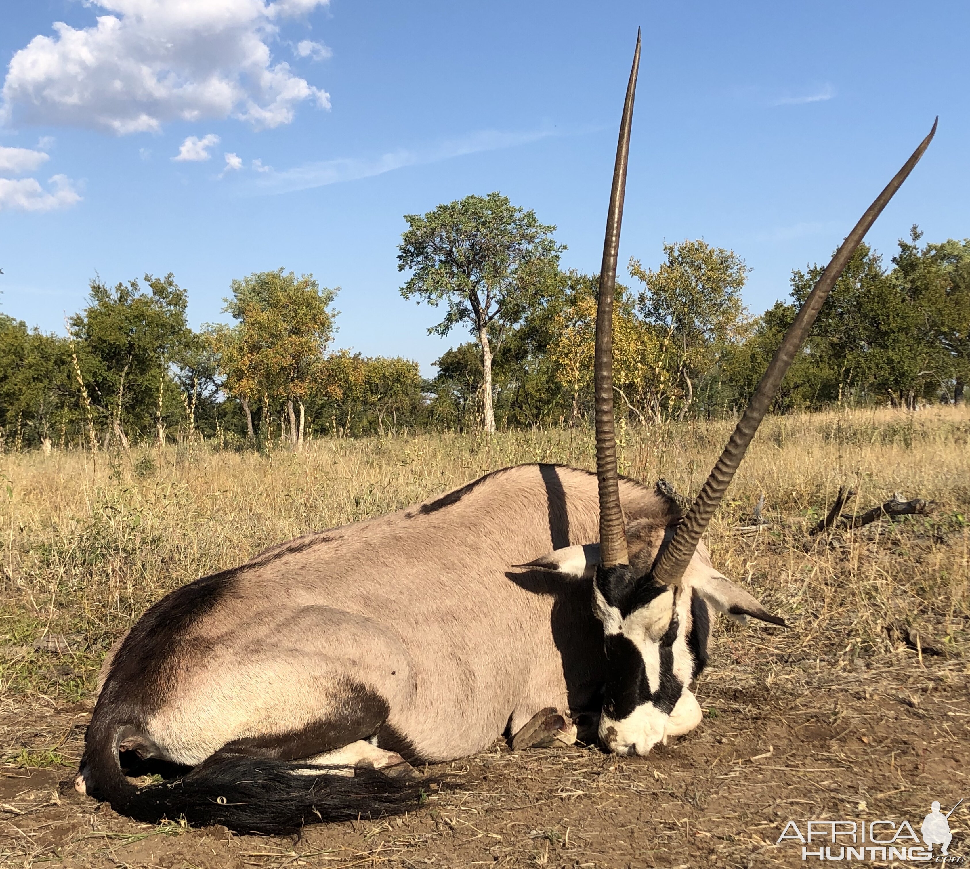 South Africa Hunting Gemsbok