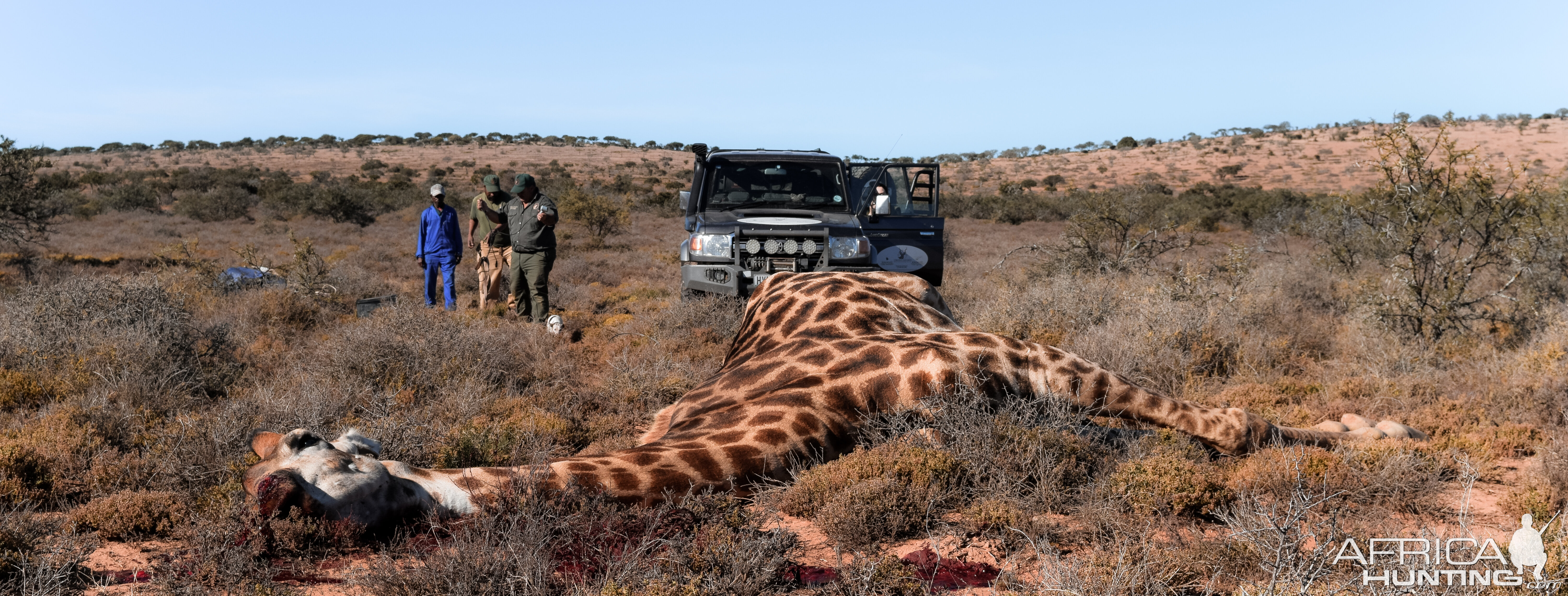 South Africa Hunting Giraffe