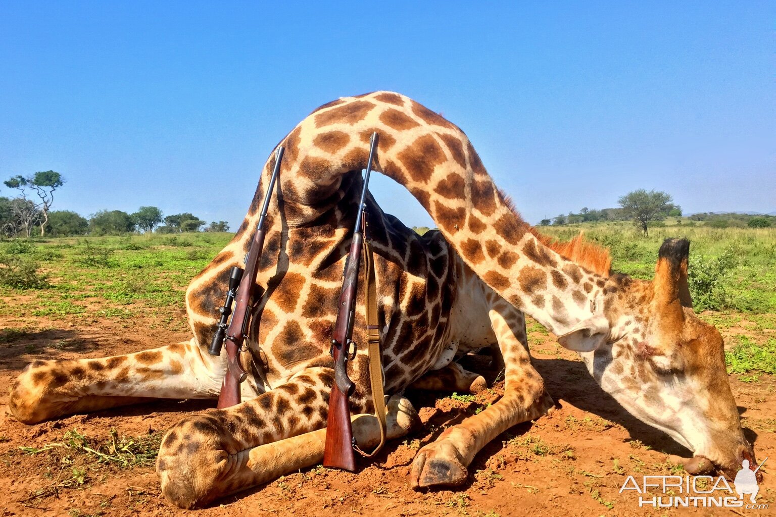 South Africa Hunting Giraffe