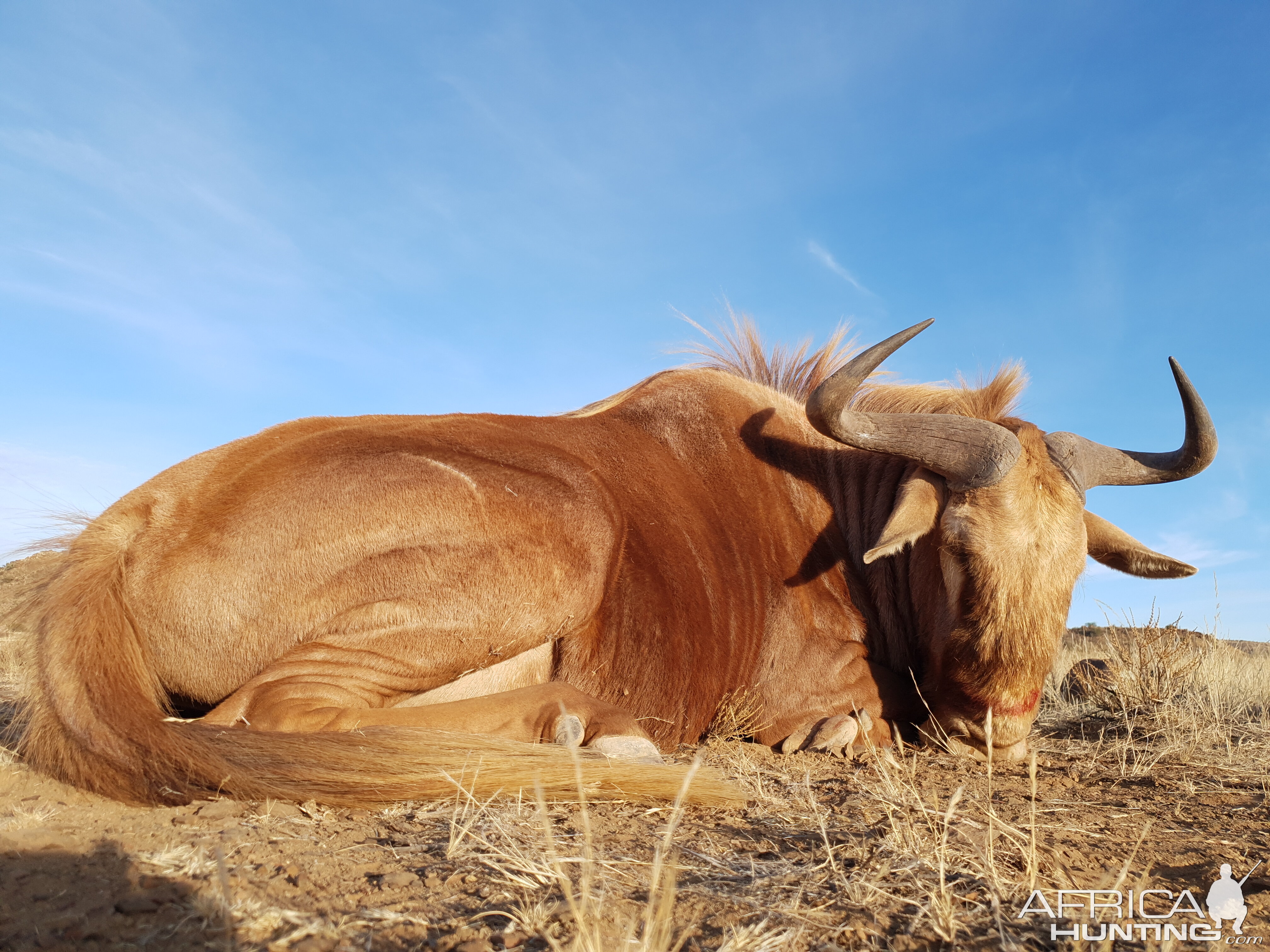 South Africa Hunting Golden Wildebeest