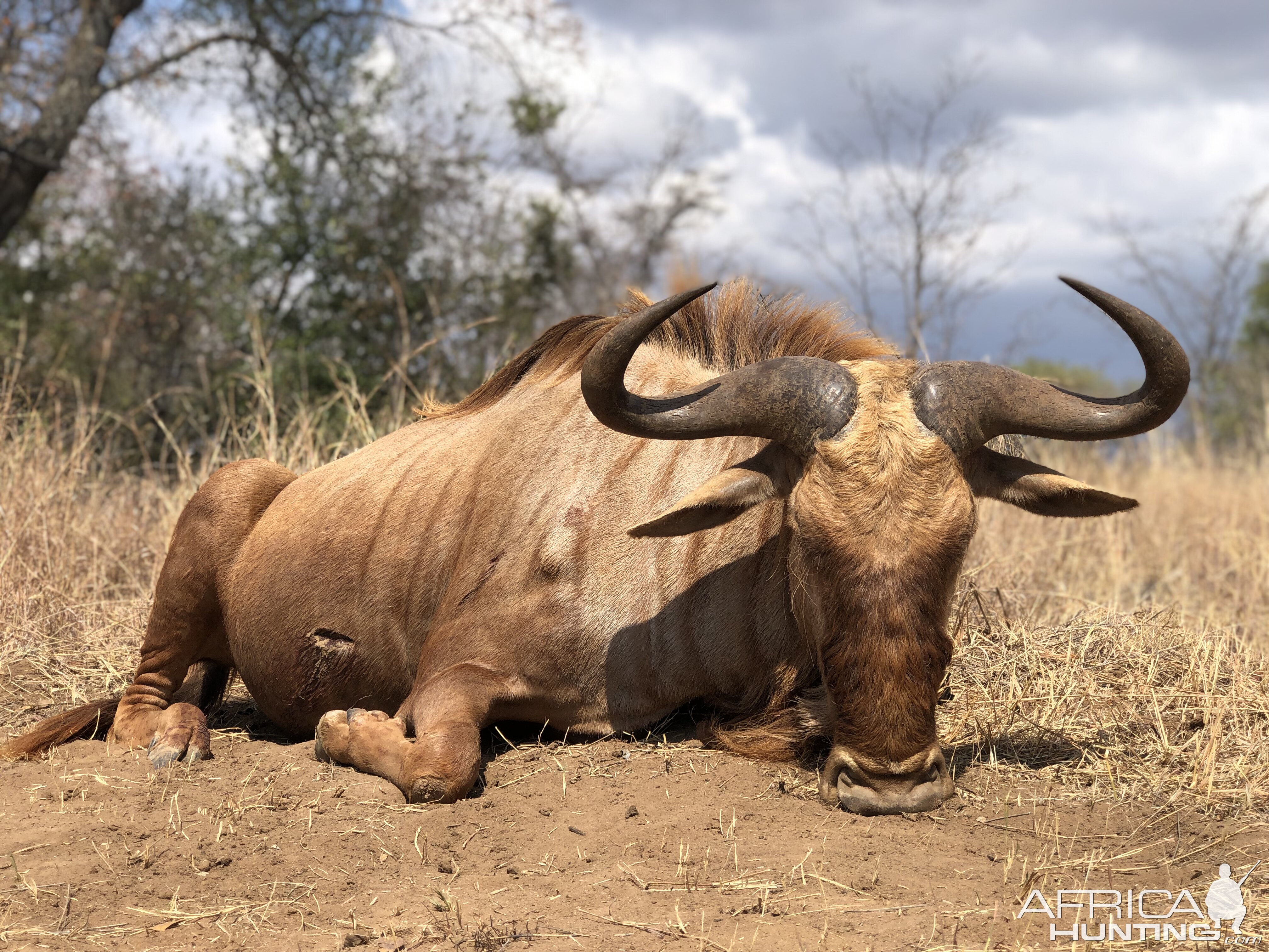 South Africa Hunting Golden Wildebeest