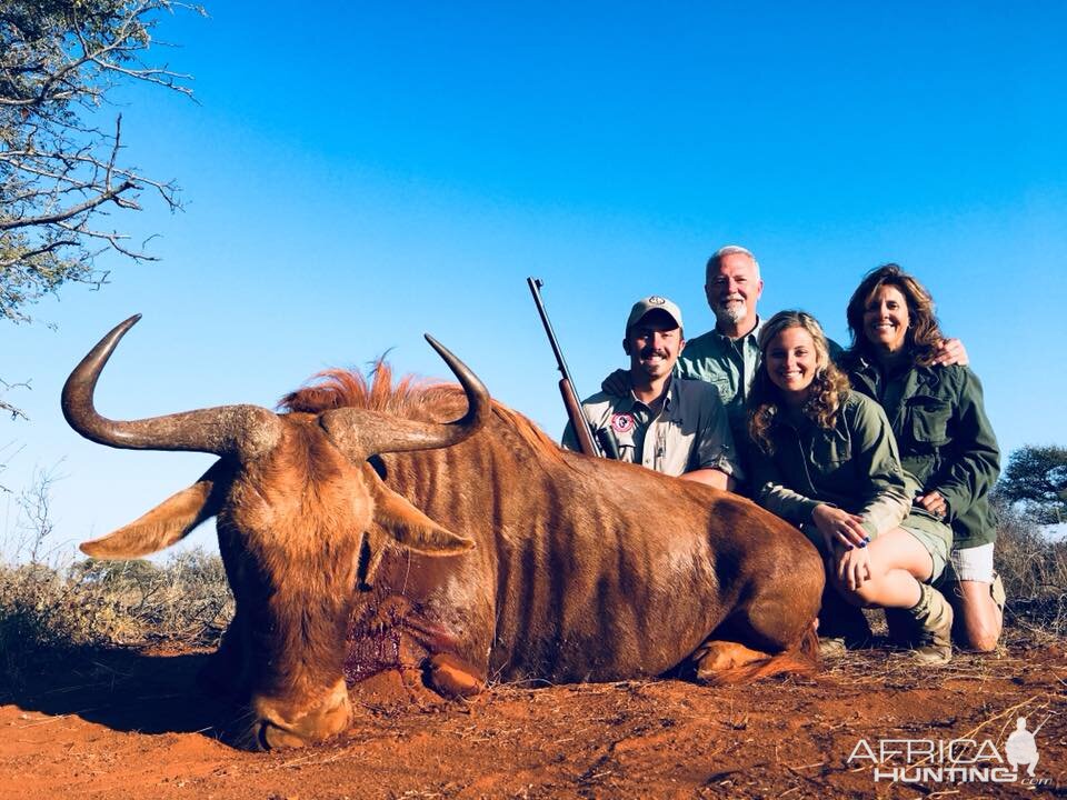 South Africa Hunting Golden Wildebeest