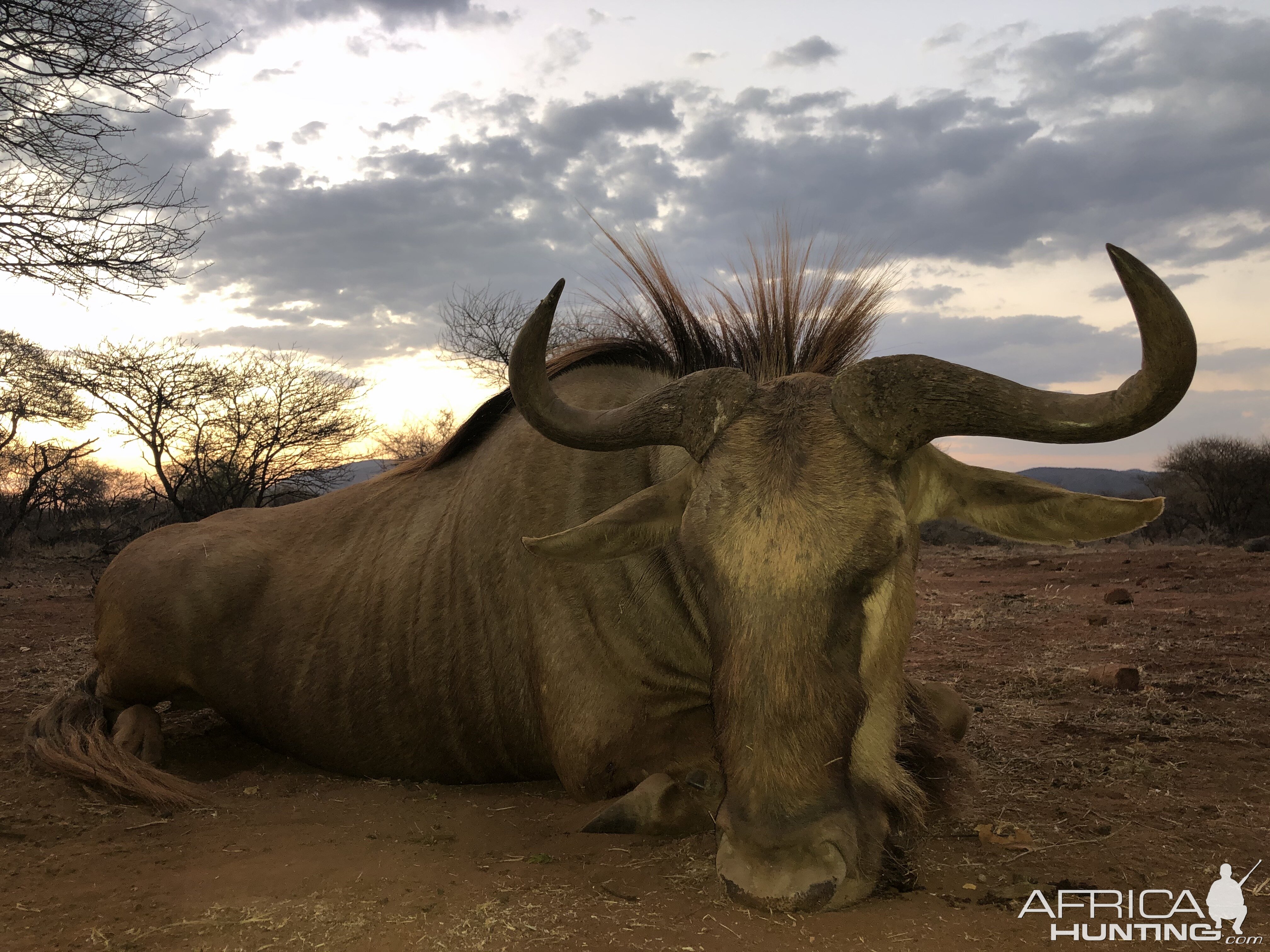 South Africa Hunting Golden Wildebeest