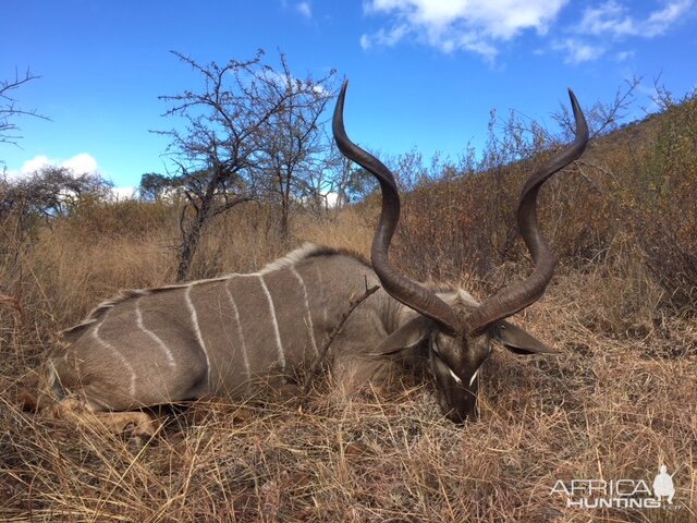 South Africa Hunting Kudu