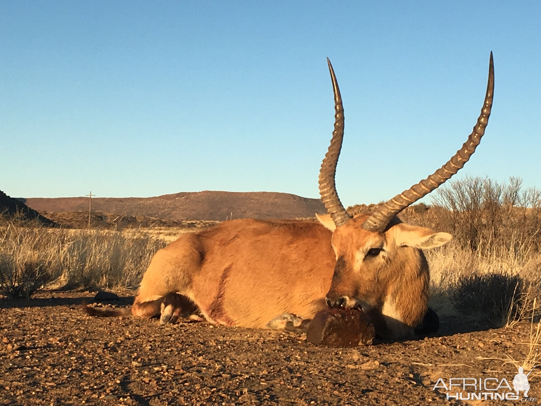 South Africa Hunting Lechwe