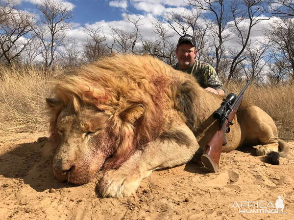 South Africa Hunting Lion