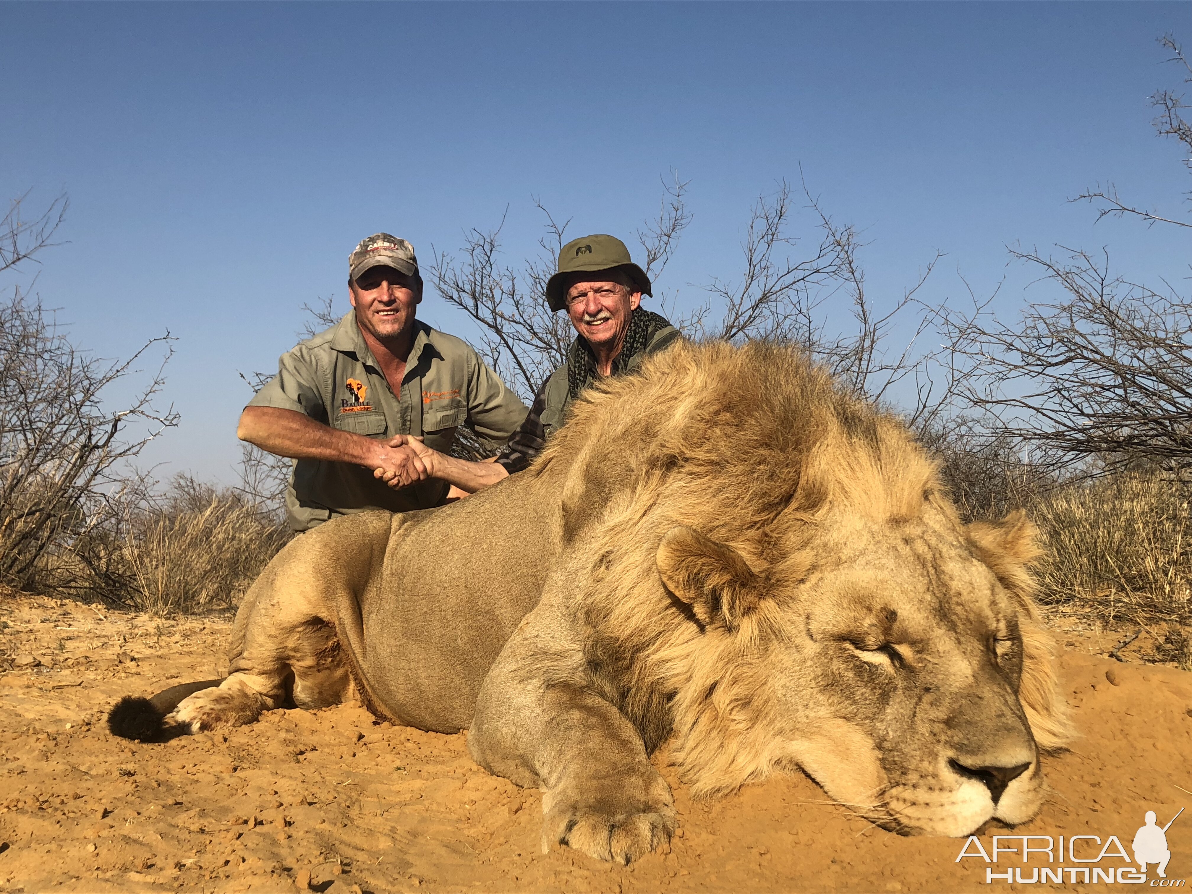 South Africa Hunting Lion