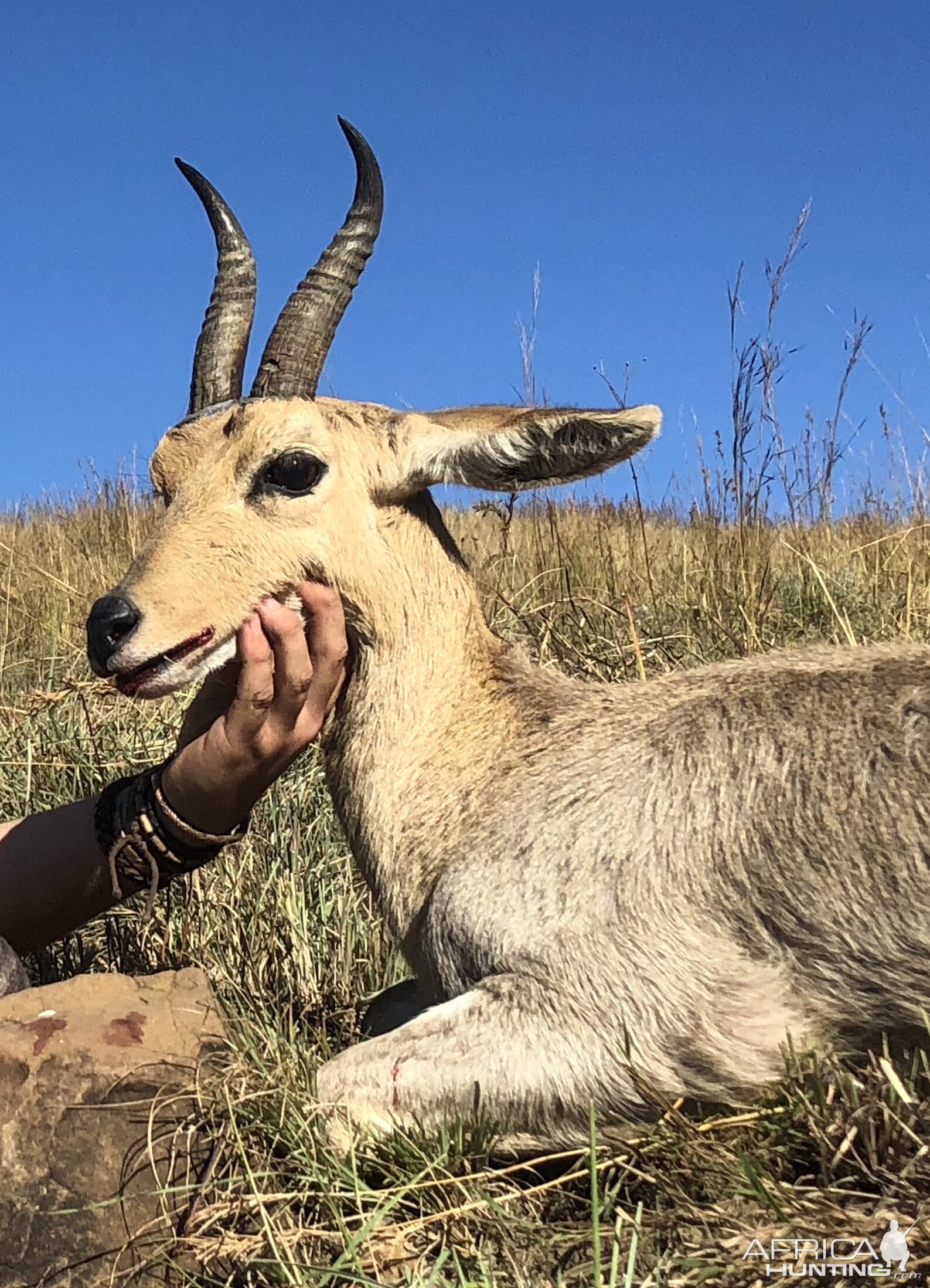 South Africa Hunting Mountain Reedbuck