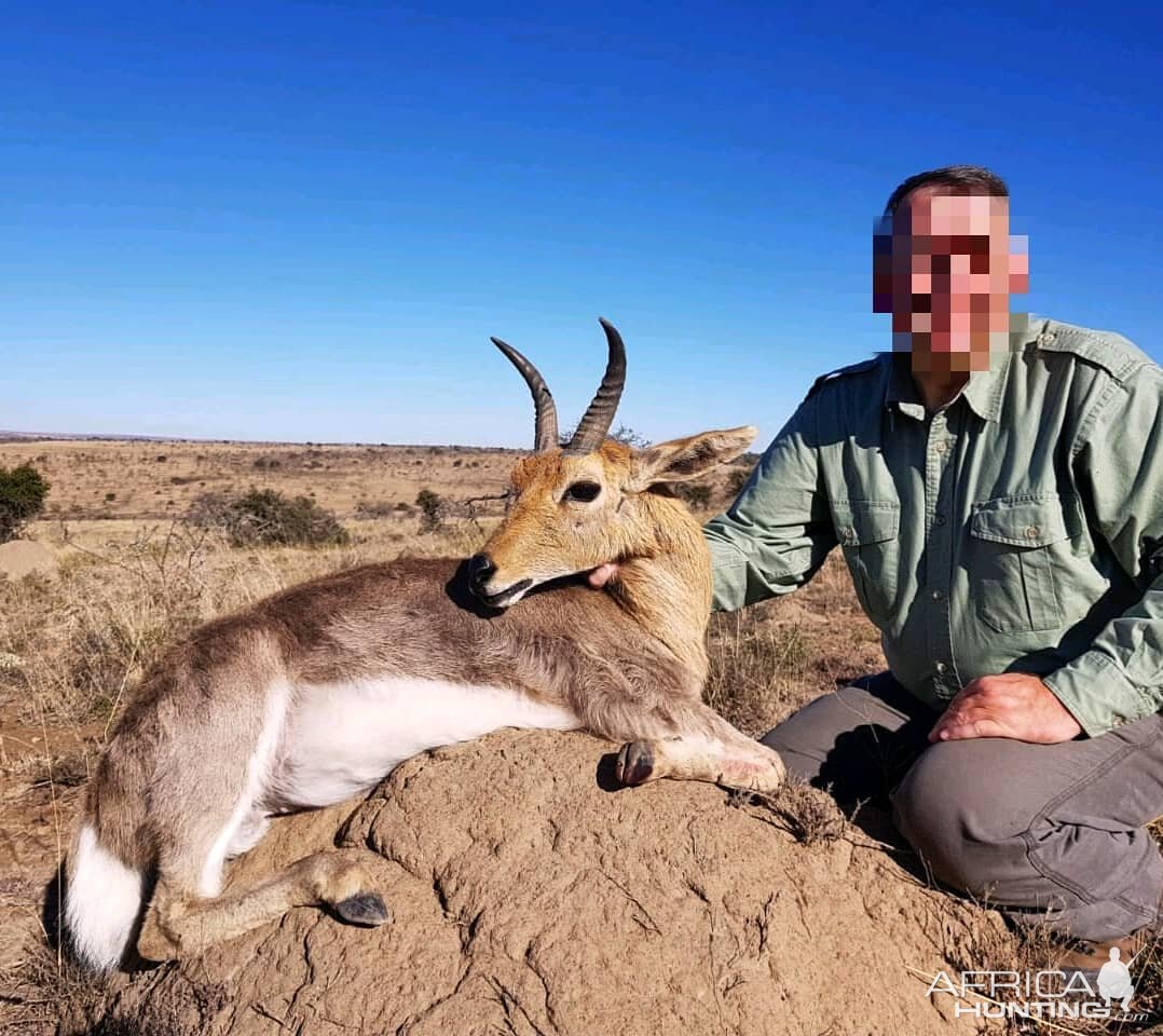 South Africa Hunting Mountain Rheedbuck