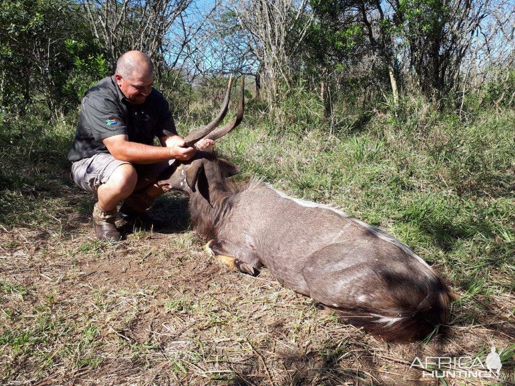 South Africa Hunting Nyala