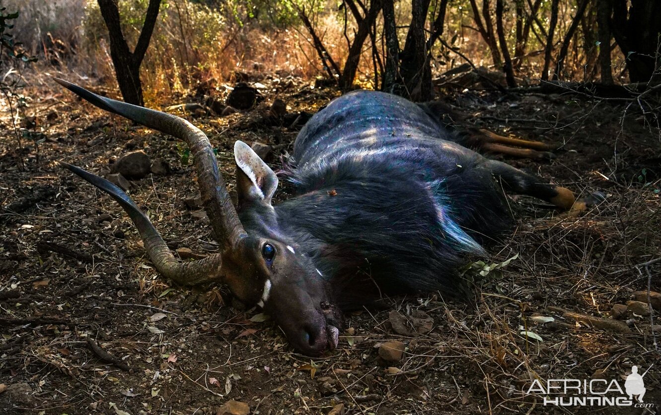 South Africa Hunting Nyala