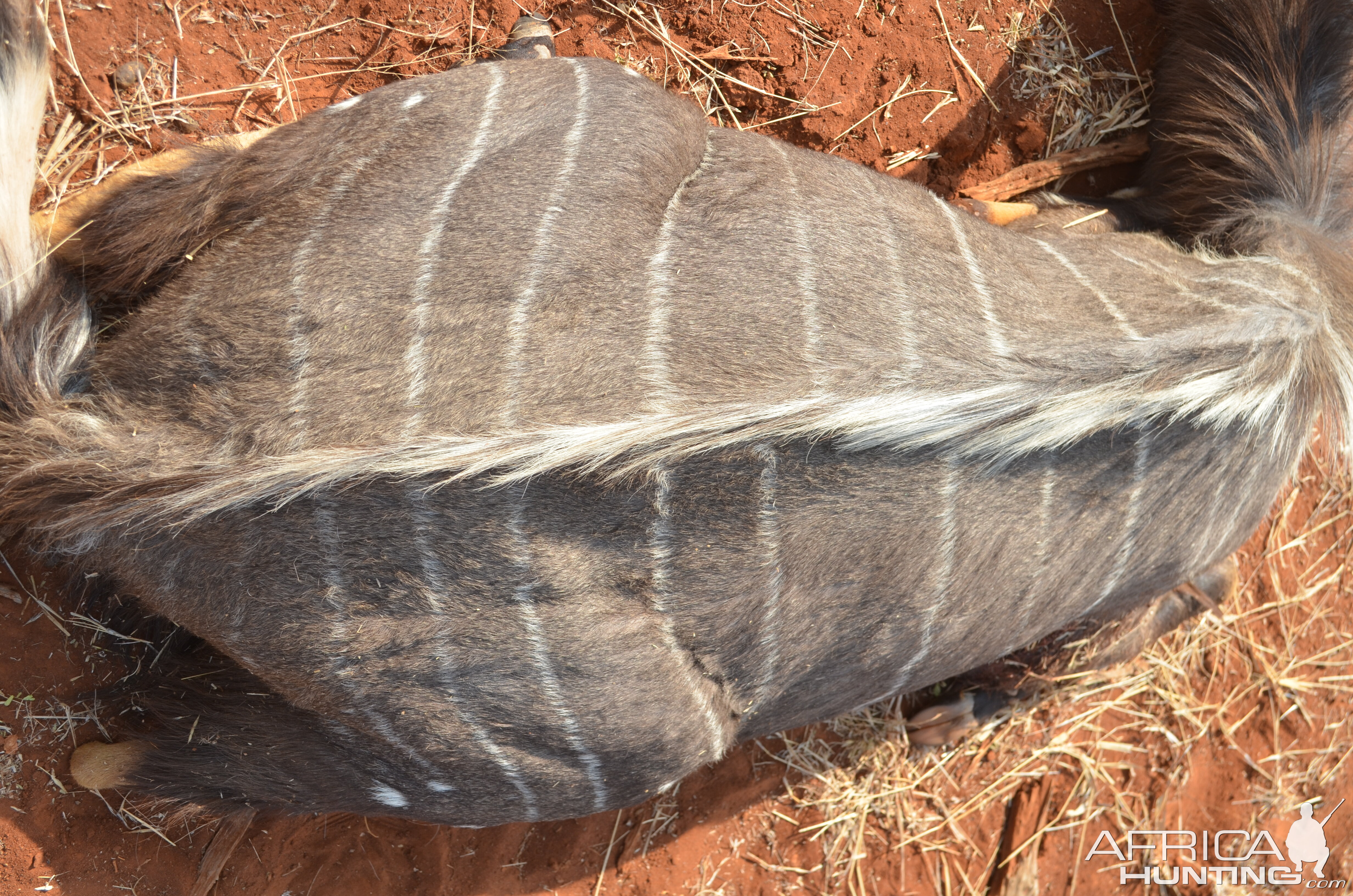 South Africa Hunting Nyala