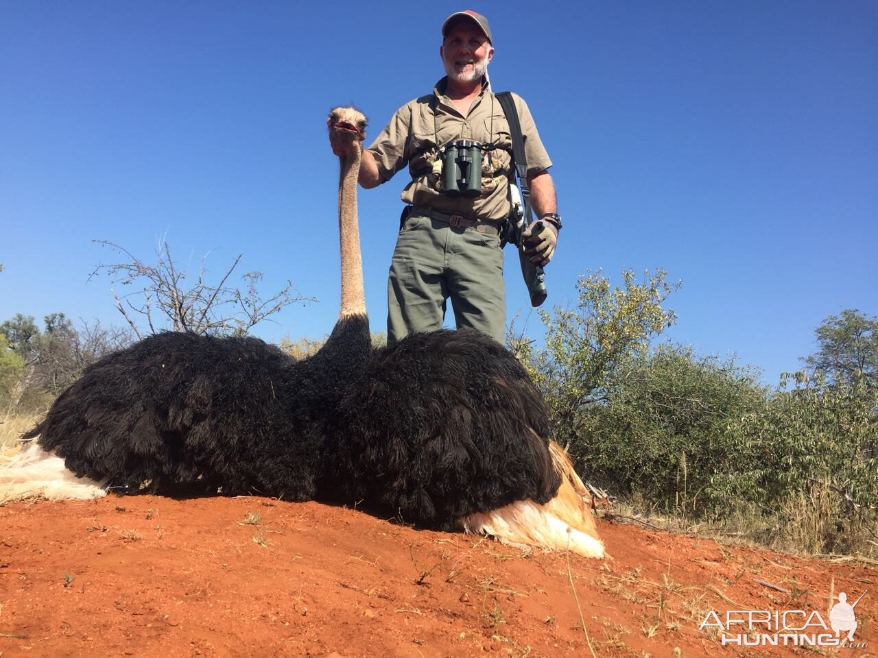 South Africa Hunting Ostrich