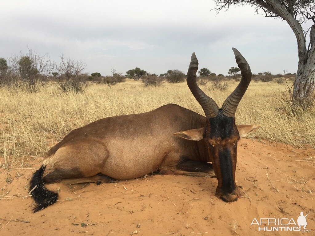 South Africa Hunting Red Hartebeest Kalahari Rangers