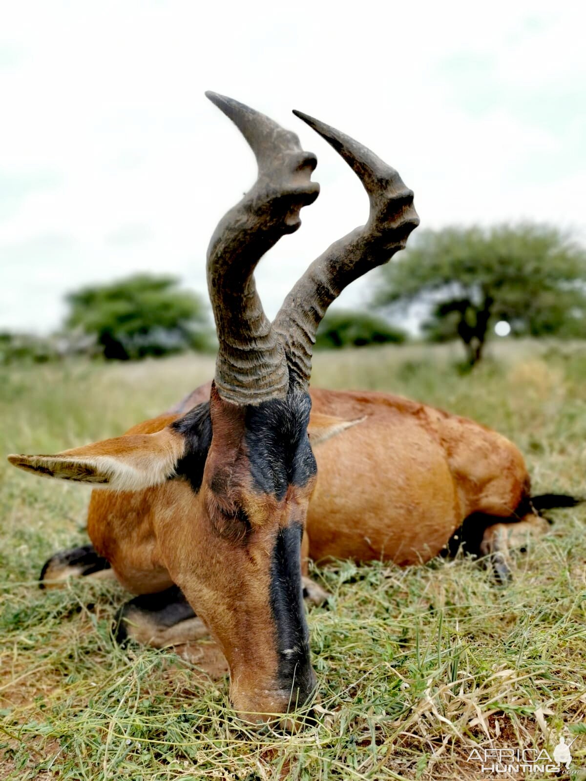 South Africa Hunting Red Hartebeest