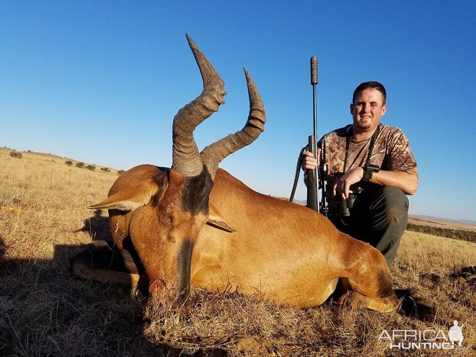 South Africa Hunting Red Hartebeest