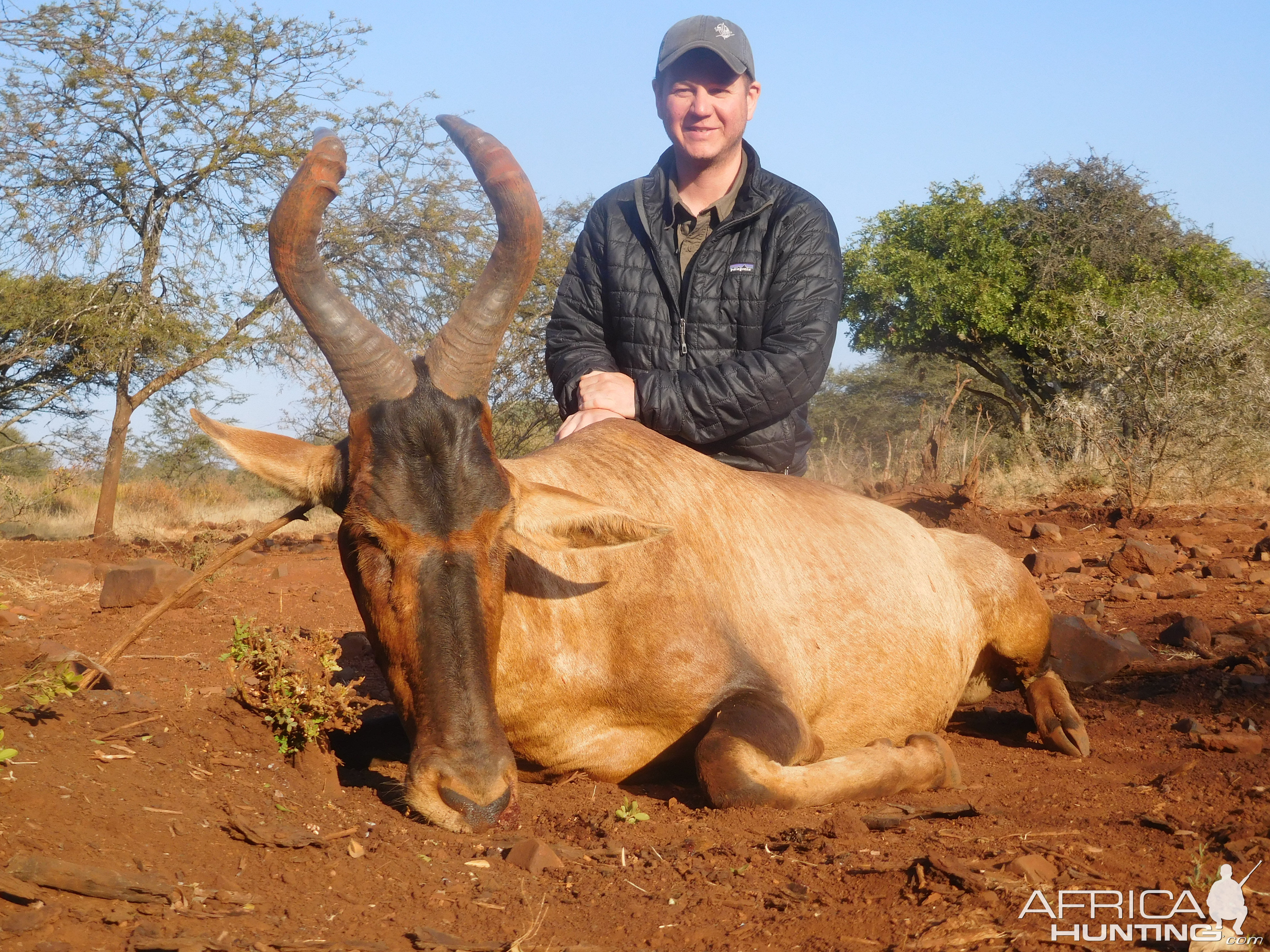 South Africa Hunting Red hartebeest