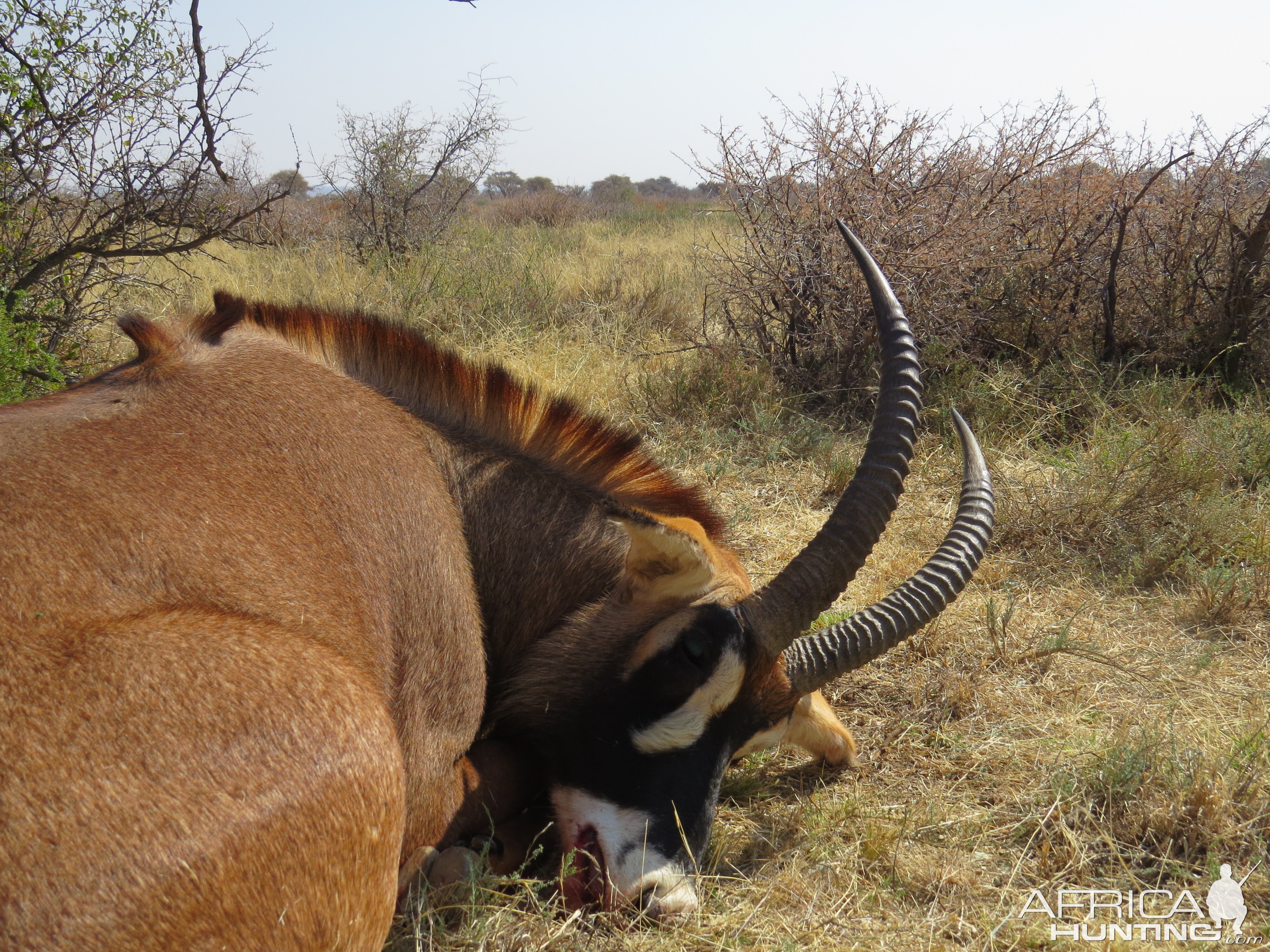 South Africa Hunting Roan