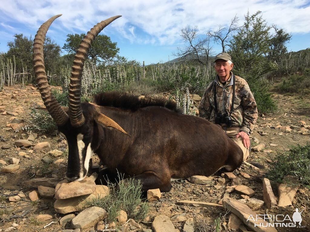 South Africa Hunting Sable Antelope