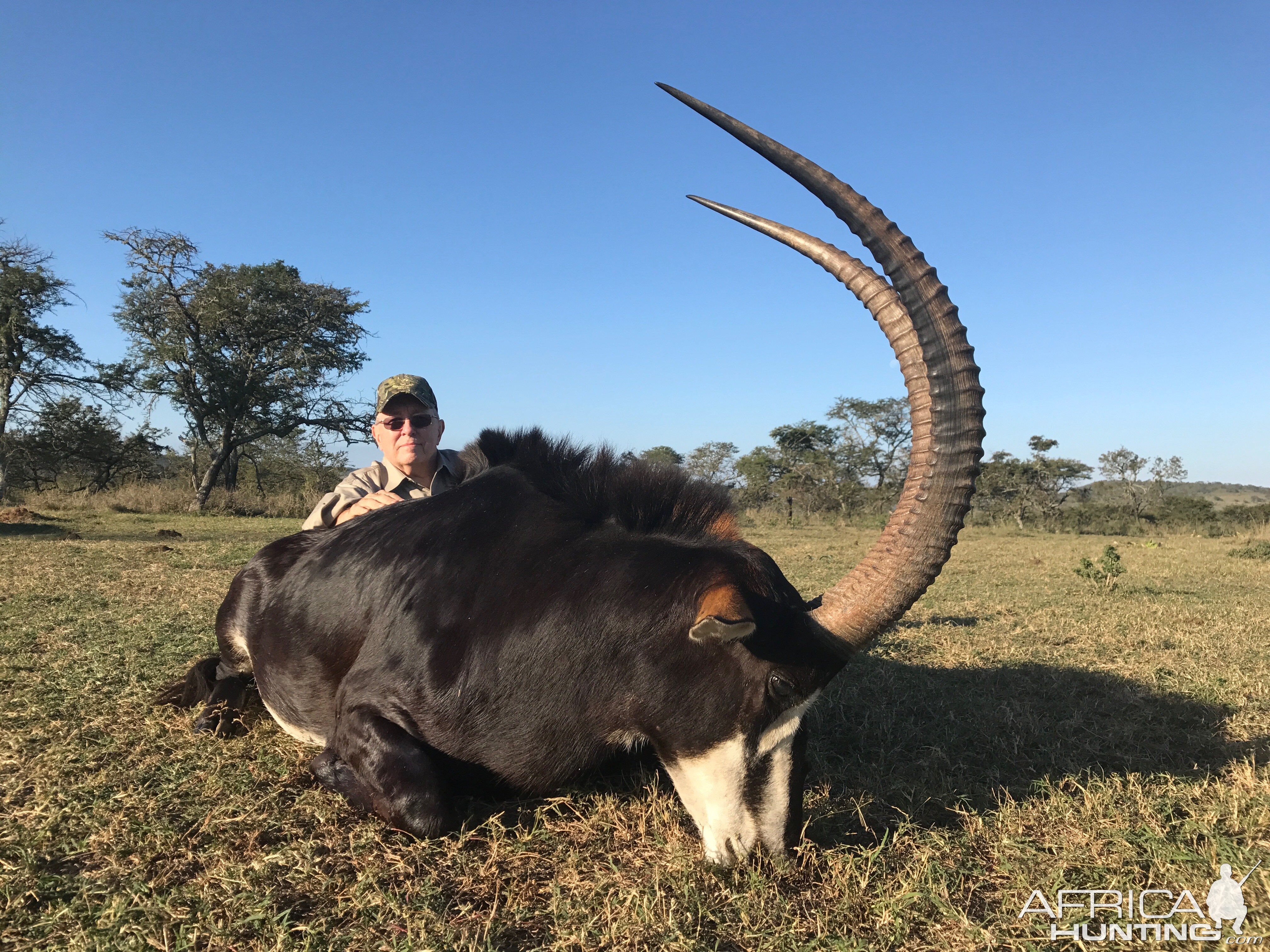 South Africa Hunting Sable Antelope