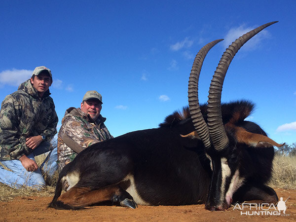 South Africa Hunting Sable Antelope