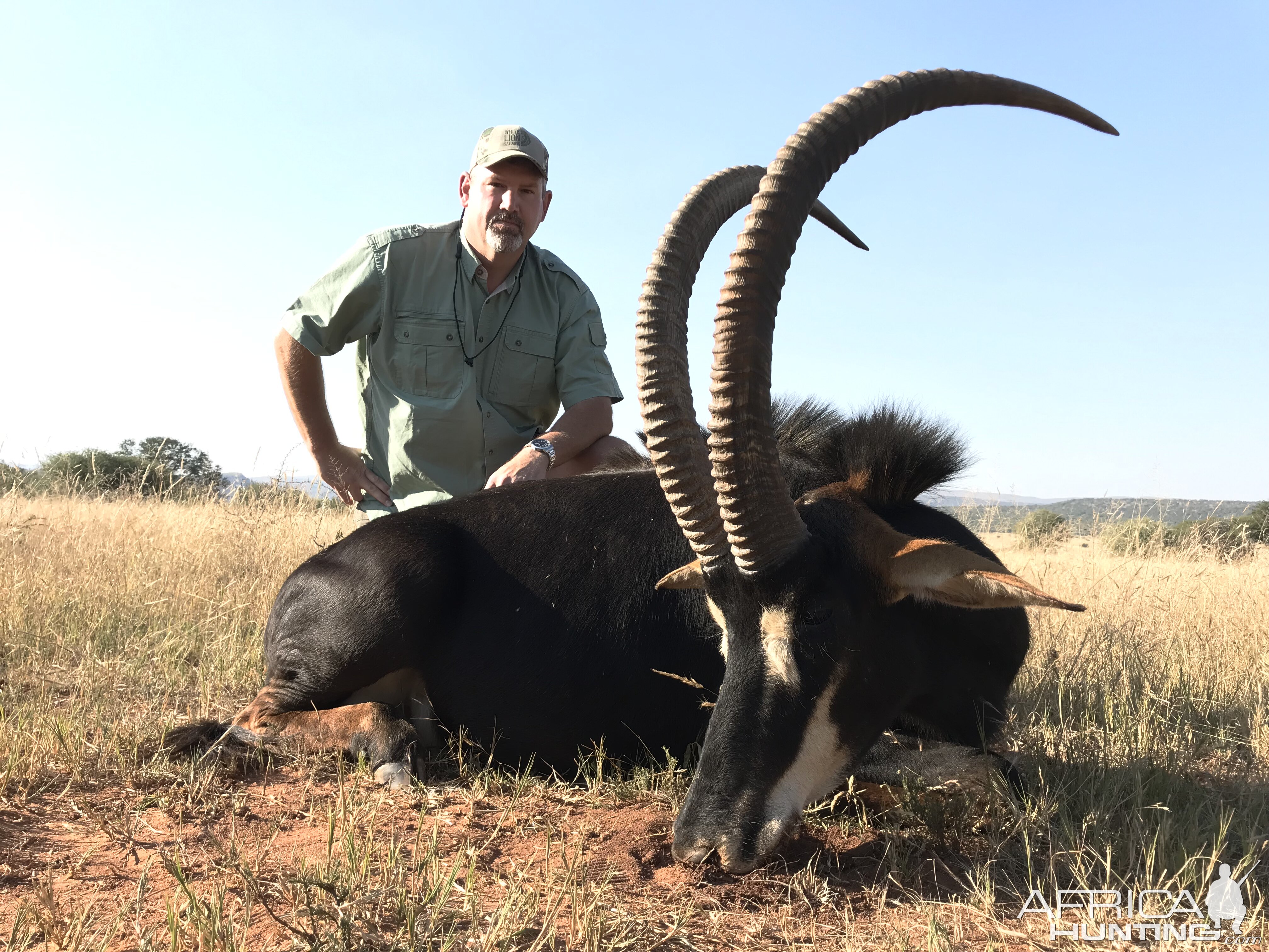 South Africa Hunting Sable Antelope