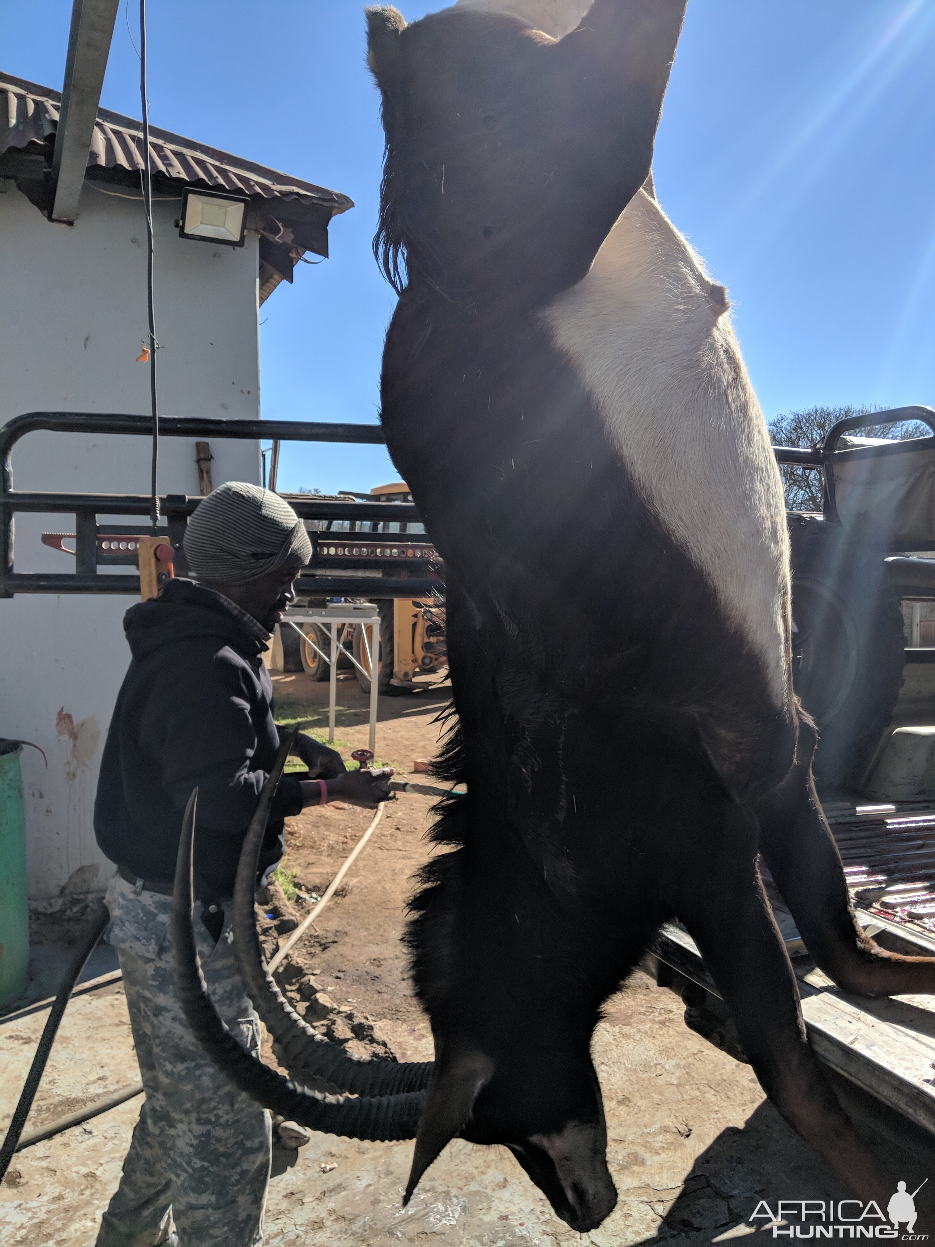 South Africa Hunting Sable Antelope