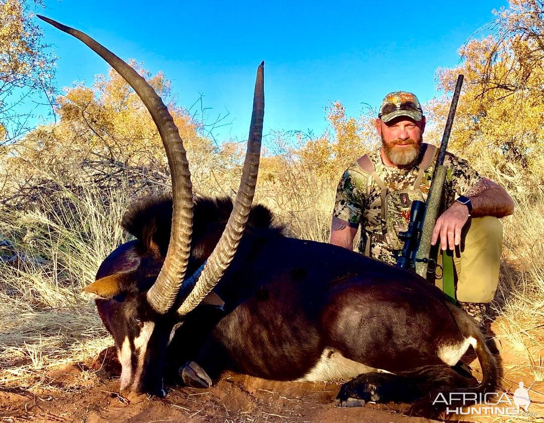 South Africa Hunting Sable Antelope