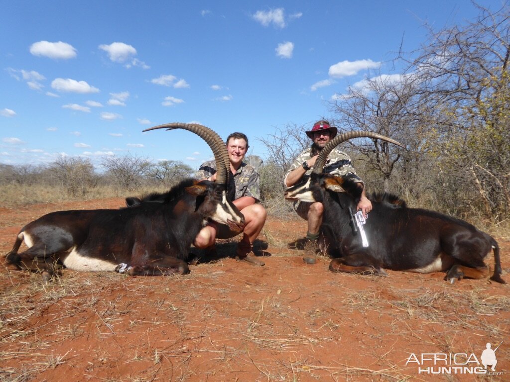 South Africa Hunting Sable