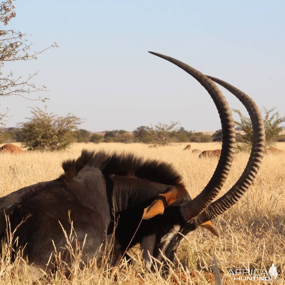 South Africa Hunting Sable