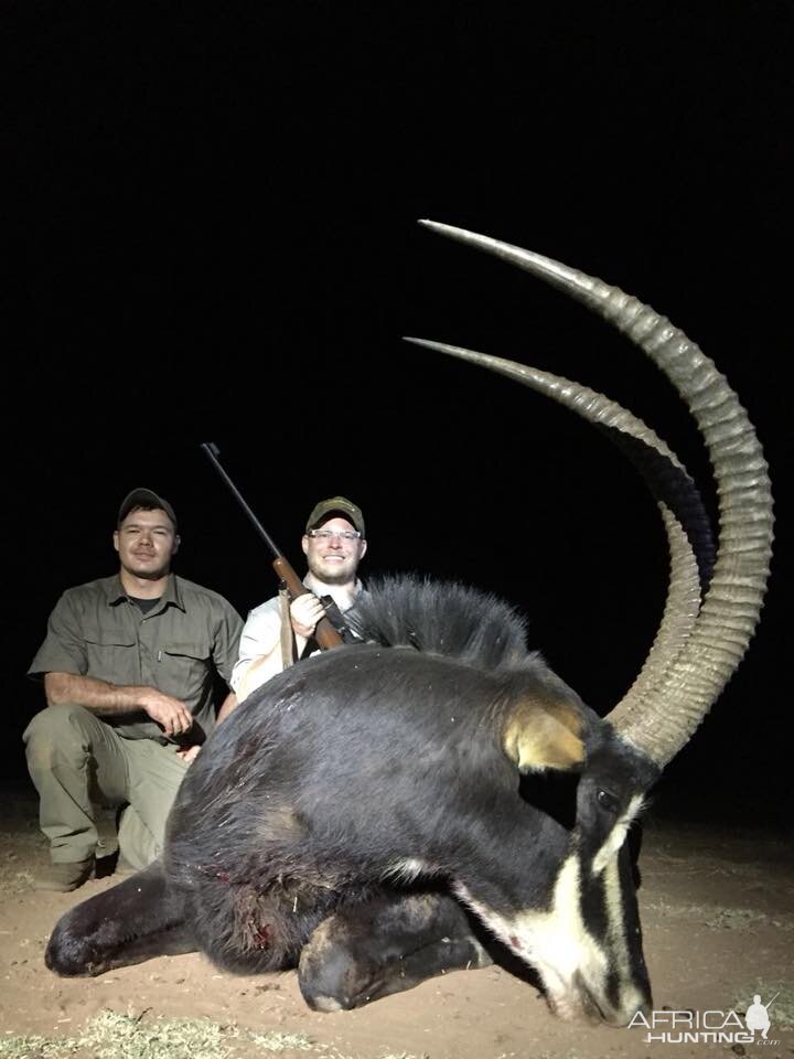 South Africa Hunting Sable