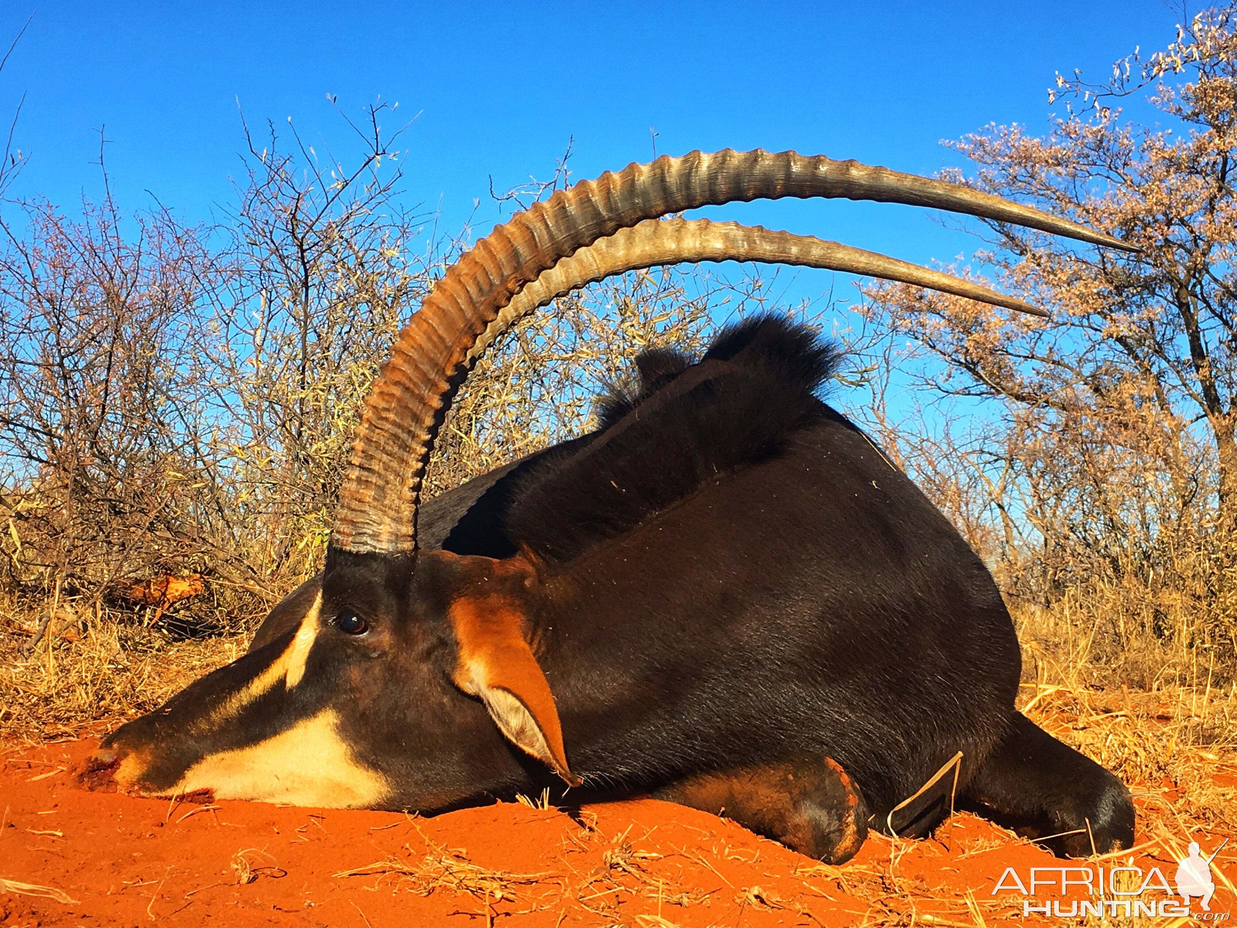 South Africa Hunting Sable