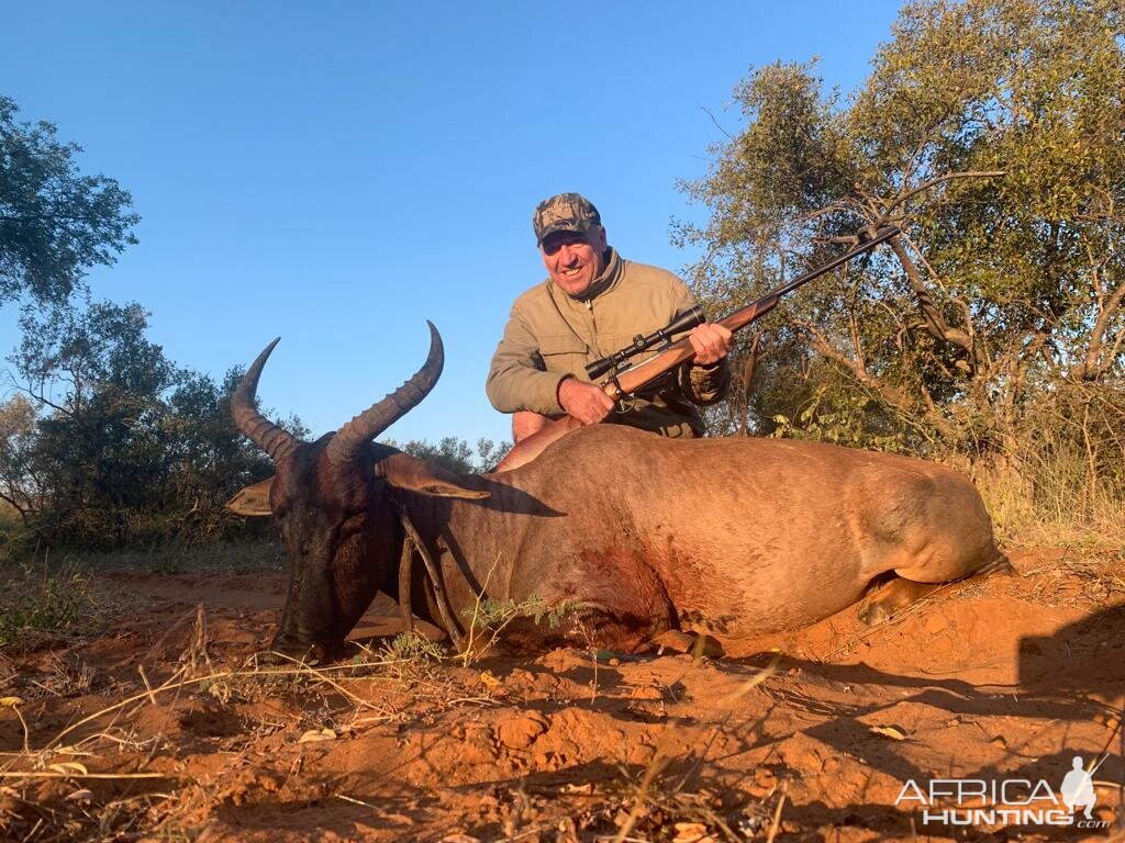 South Africa Hunting Tsessebe