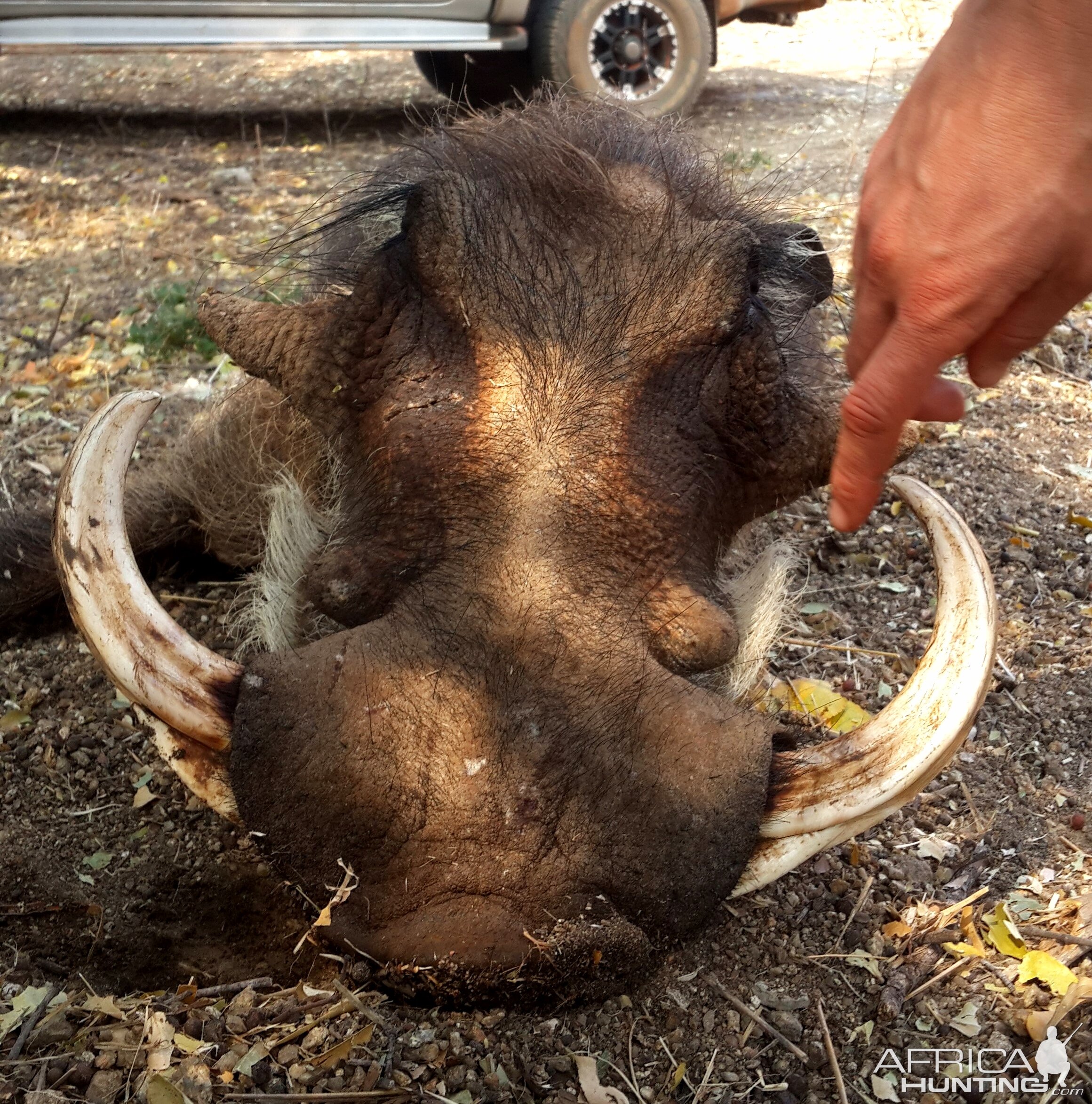 South Africa Hunting Warthog