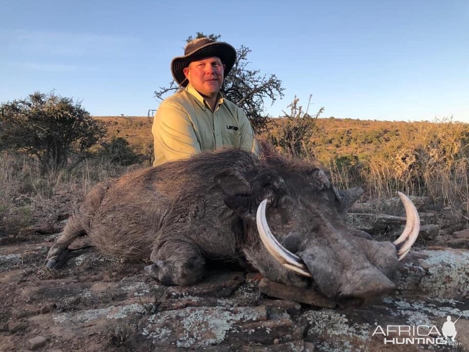 South Africa Hunting Warthog