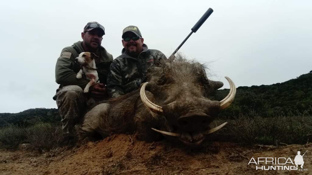 South Africa Hunting Warthog