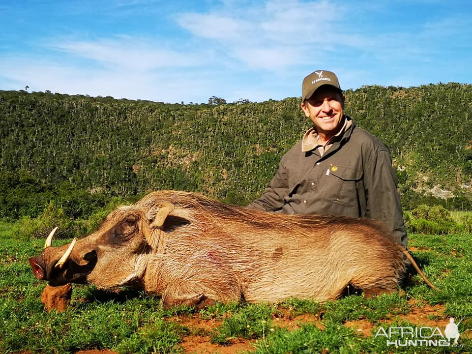 South Africa Hunting Warthog