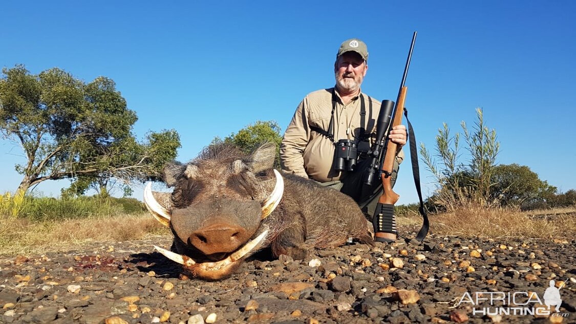 South Africa Hunting Warthog