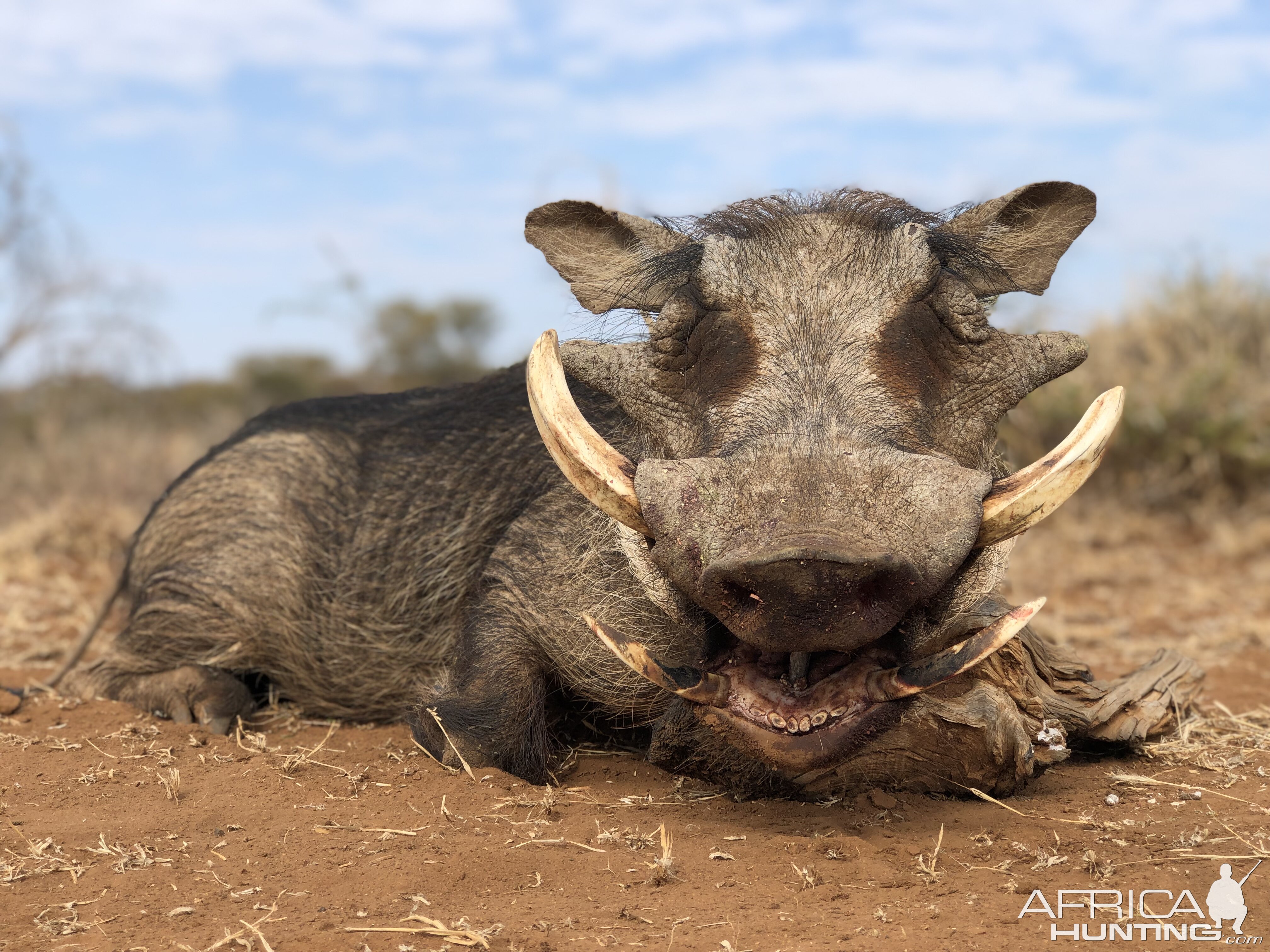 South Africa Hunting Warthog | AfricaHunting.com