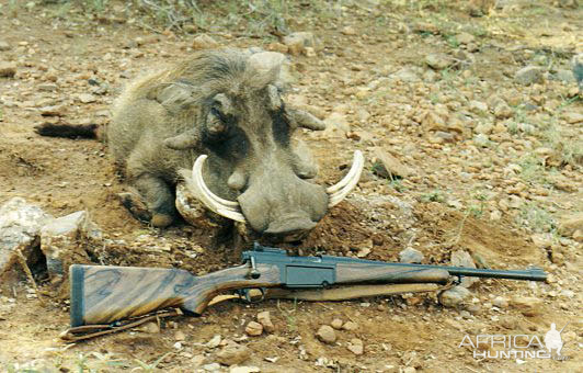 South Africa Hunting Warthog